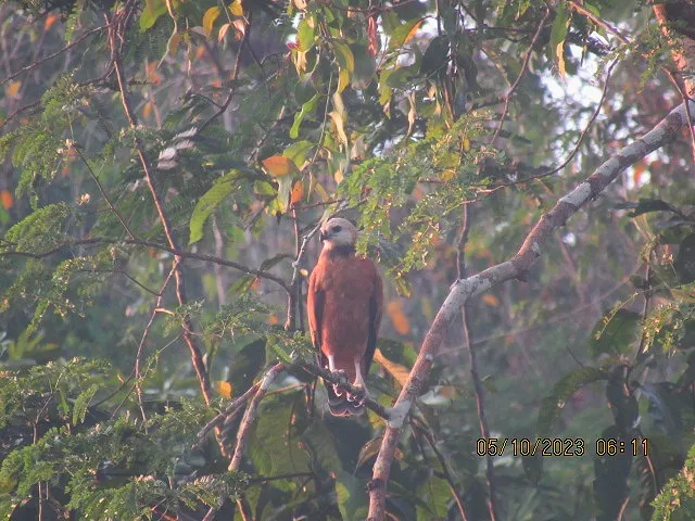 Amazonian hawk perched in the rainforest