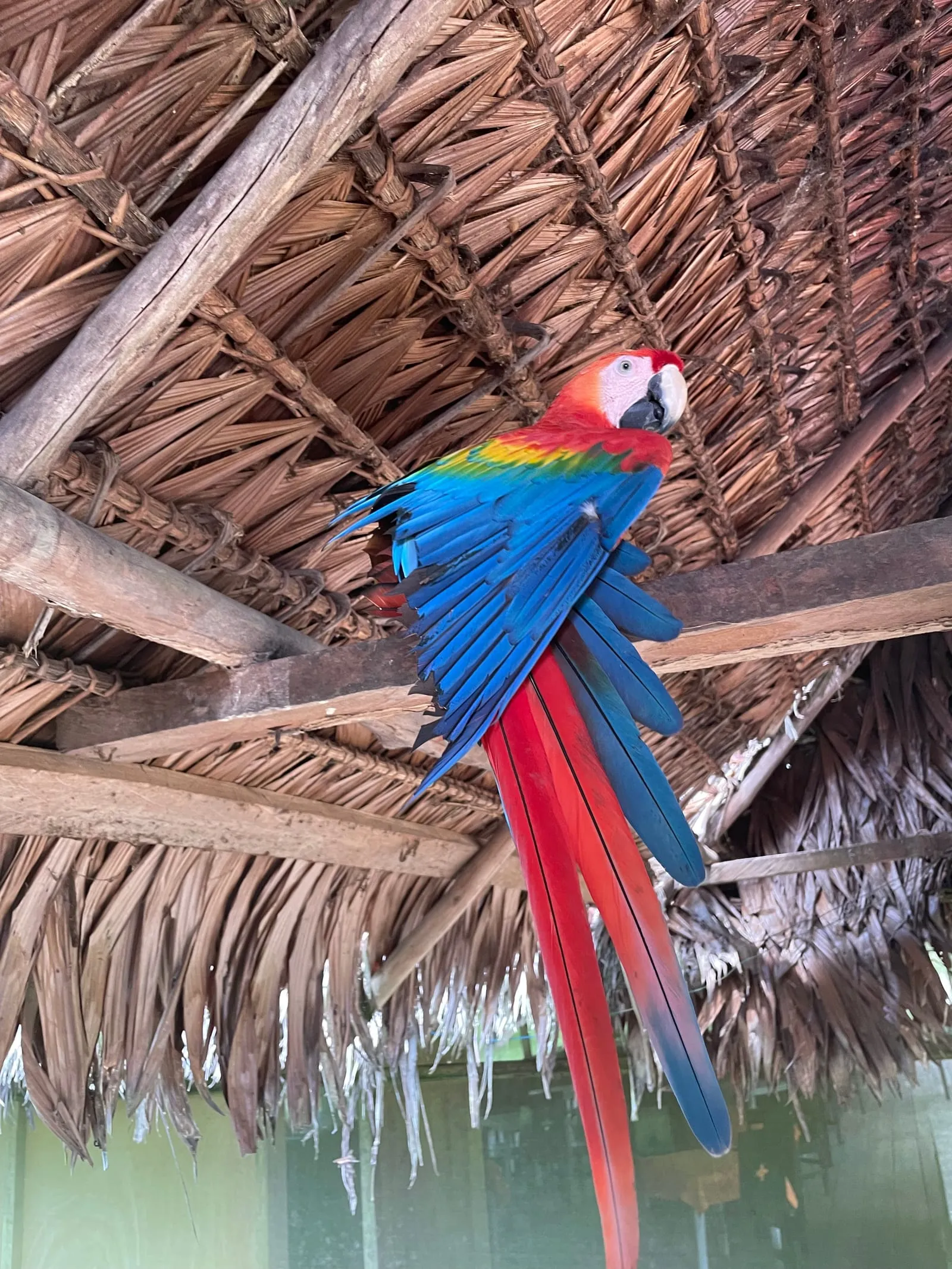 Scarlet macaw with wings spread, perched under a thatched roof