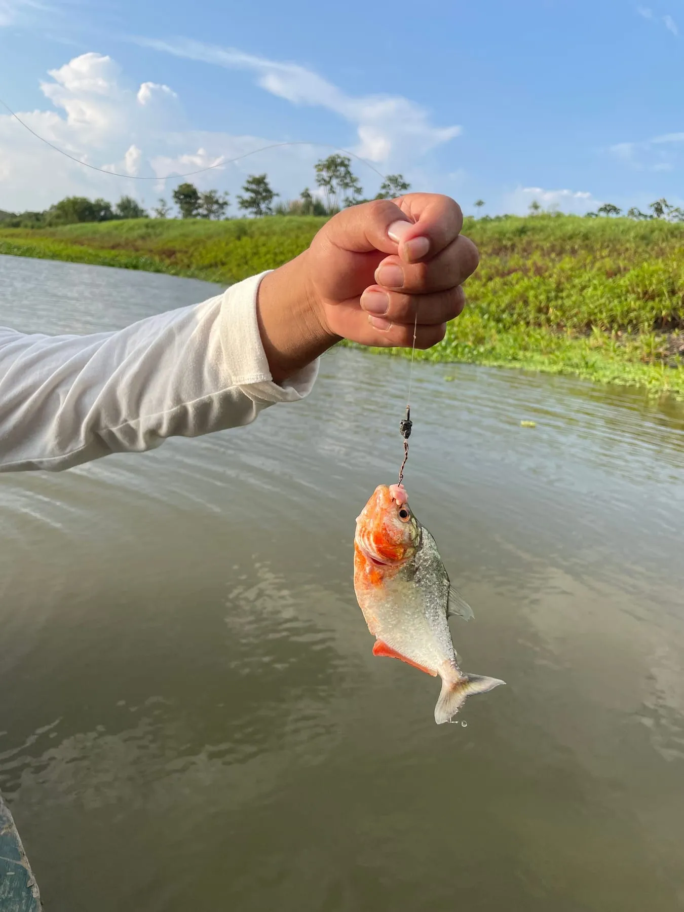 Small red piranha caught from the boat on the Amazon