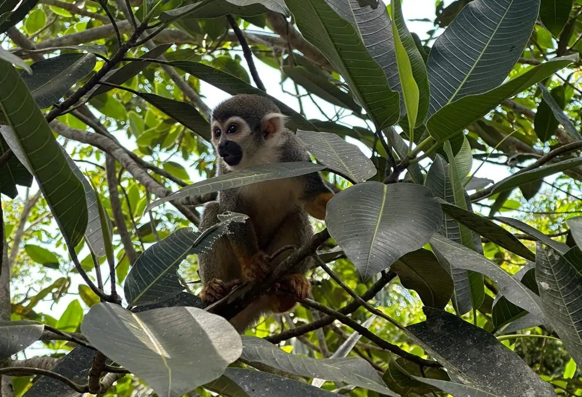 Squirrel monkey in the rainforest canopy near Iquitos