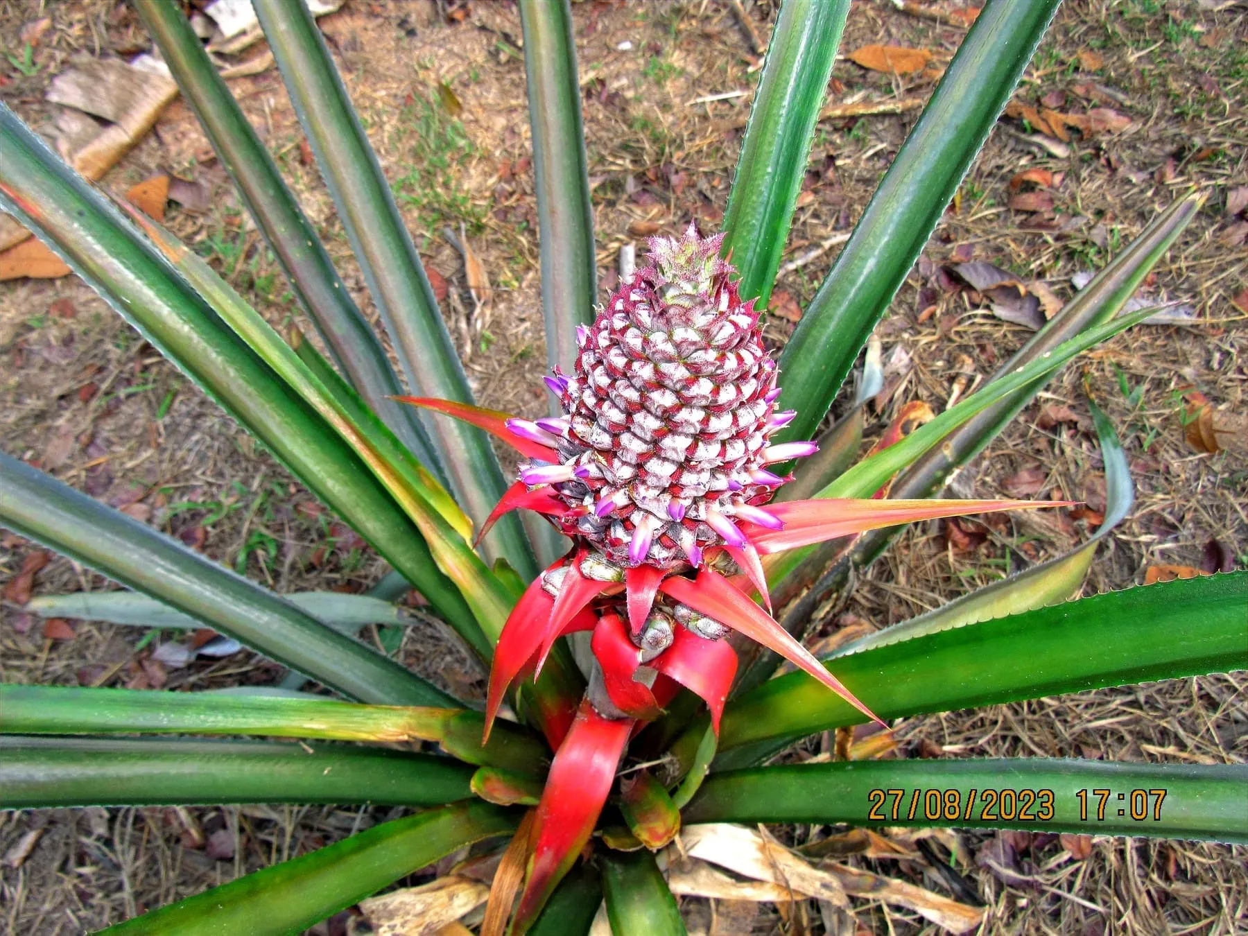 Wild ornamental pineapple bromeliad in bloom