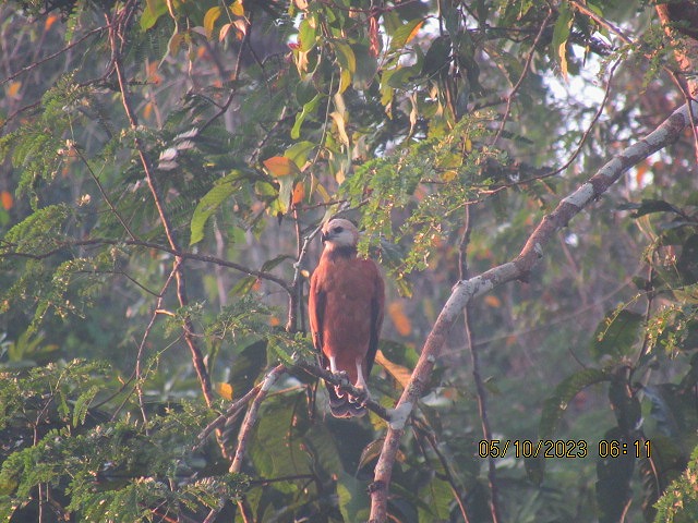 Amazonian hawk perched in the rainforest