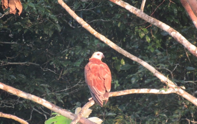 Black-collared hawk perched in the rainforest canopy