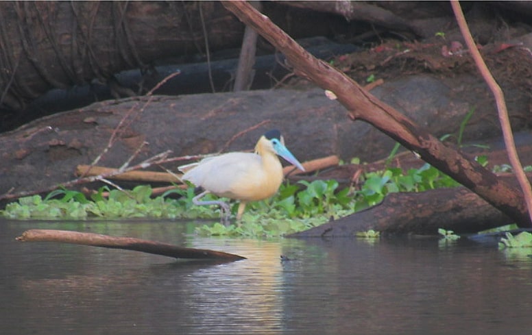 Capped heron wading along an Amazon tributary