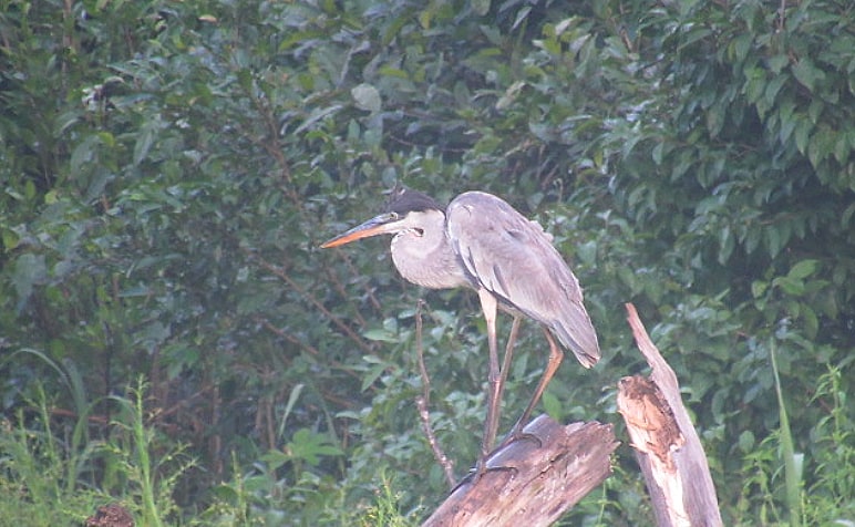 Cocoi heron standing on driftwood at the river edge