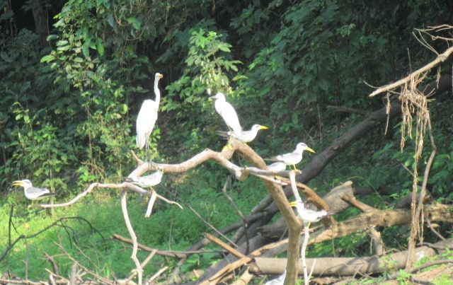 Flock of egrets and herons perched on driftwood along the Amazon