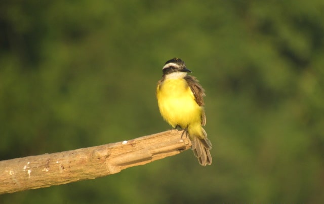 Great kiskadee perched on a bamboo stem