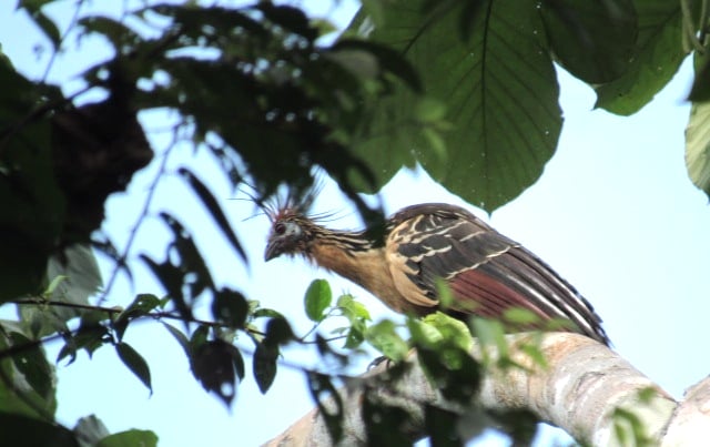 Hoatzin bird perched in the Pacaya-Samiria reserve, Peruvian Amazon