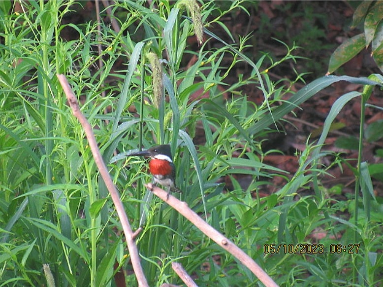 Red-capped cardinal in riverside grass