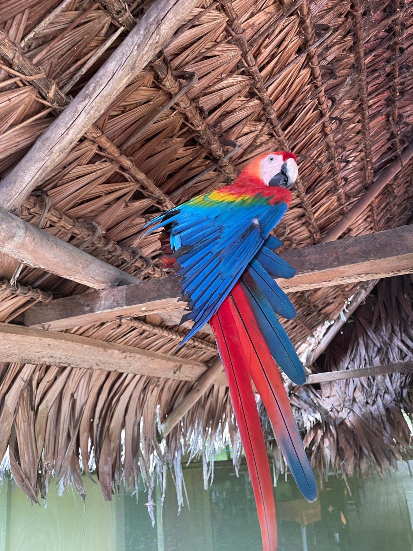 Scarlet macaw perched under a thatched roof