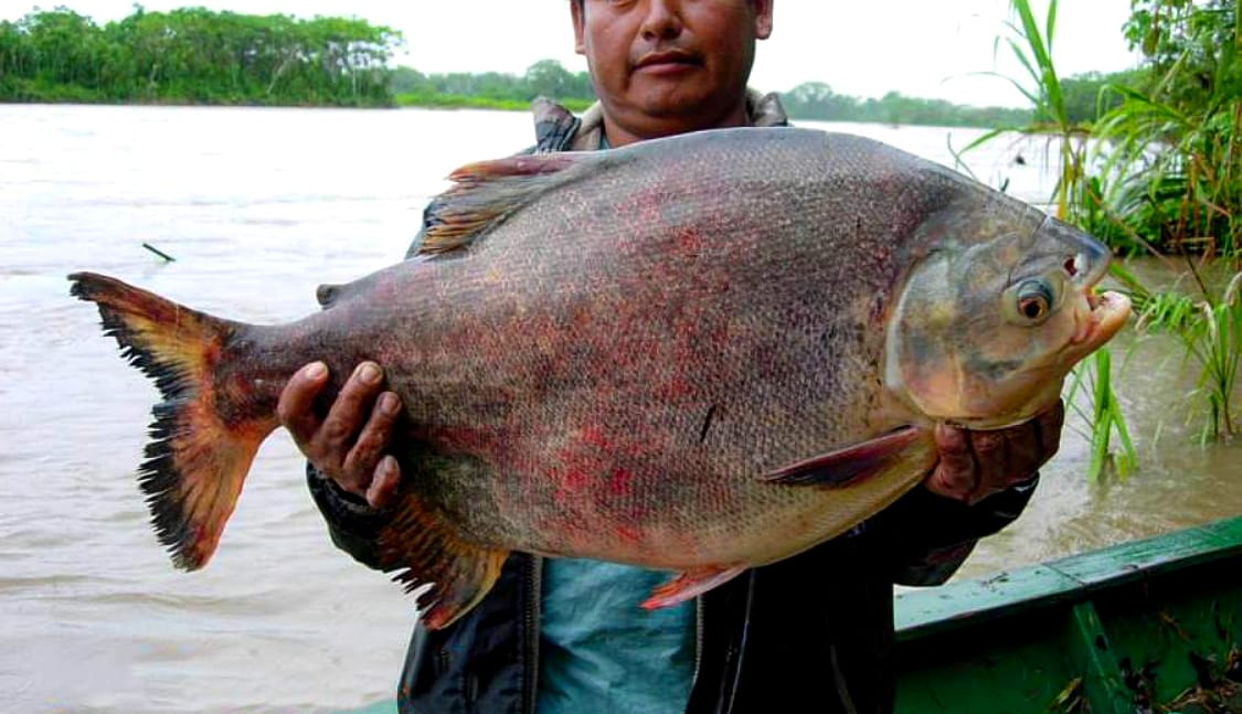 Angler holding a giant tambaqui caught on the Amazon River near Iquitos