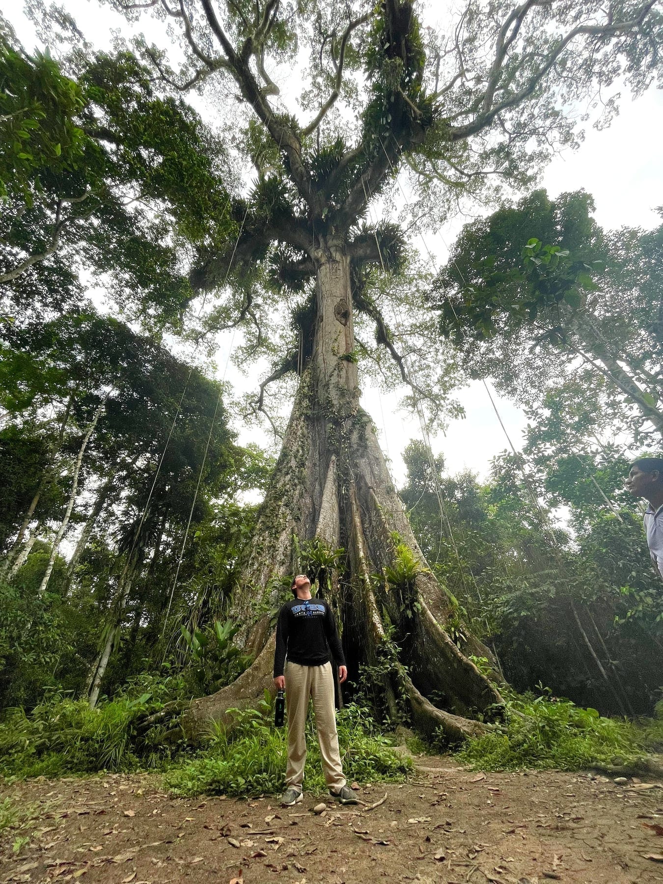 Giant jungle tree with a guide standing at the base for scale