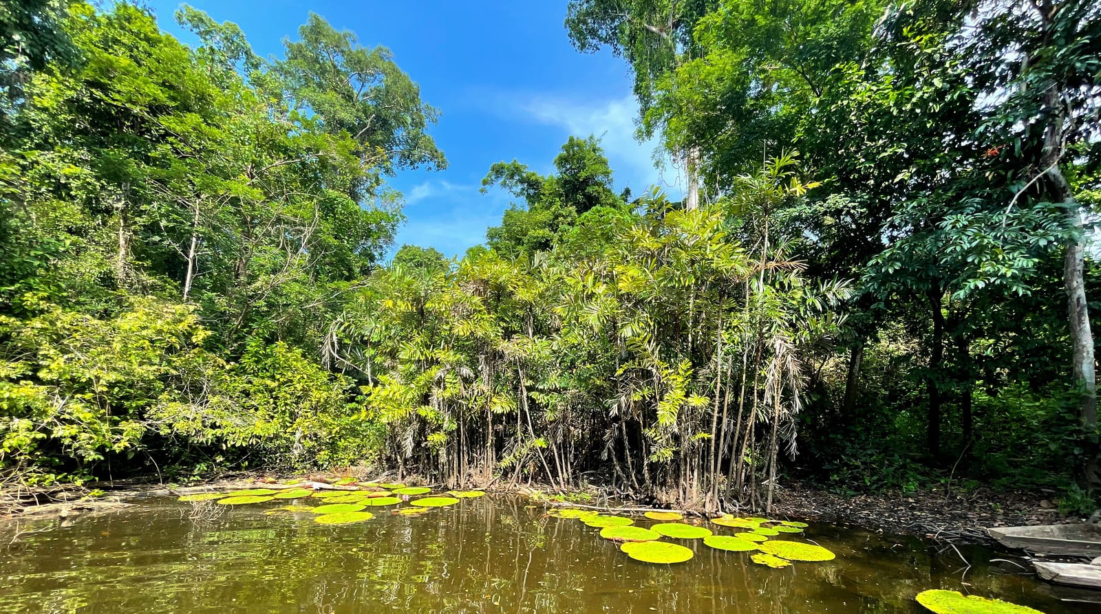 5-Day All-Inclusive Guided Jungle Tour from Iquitos