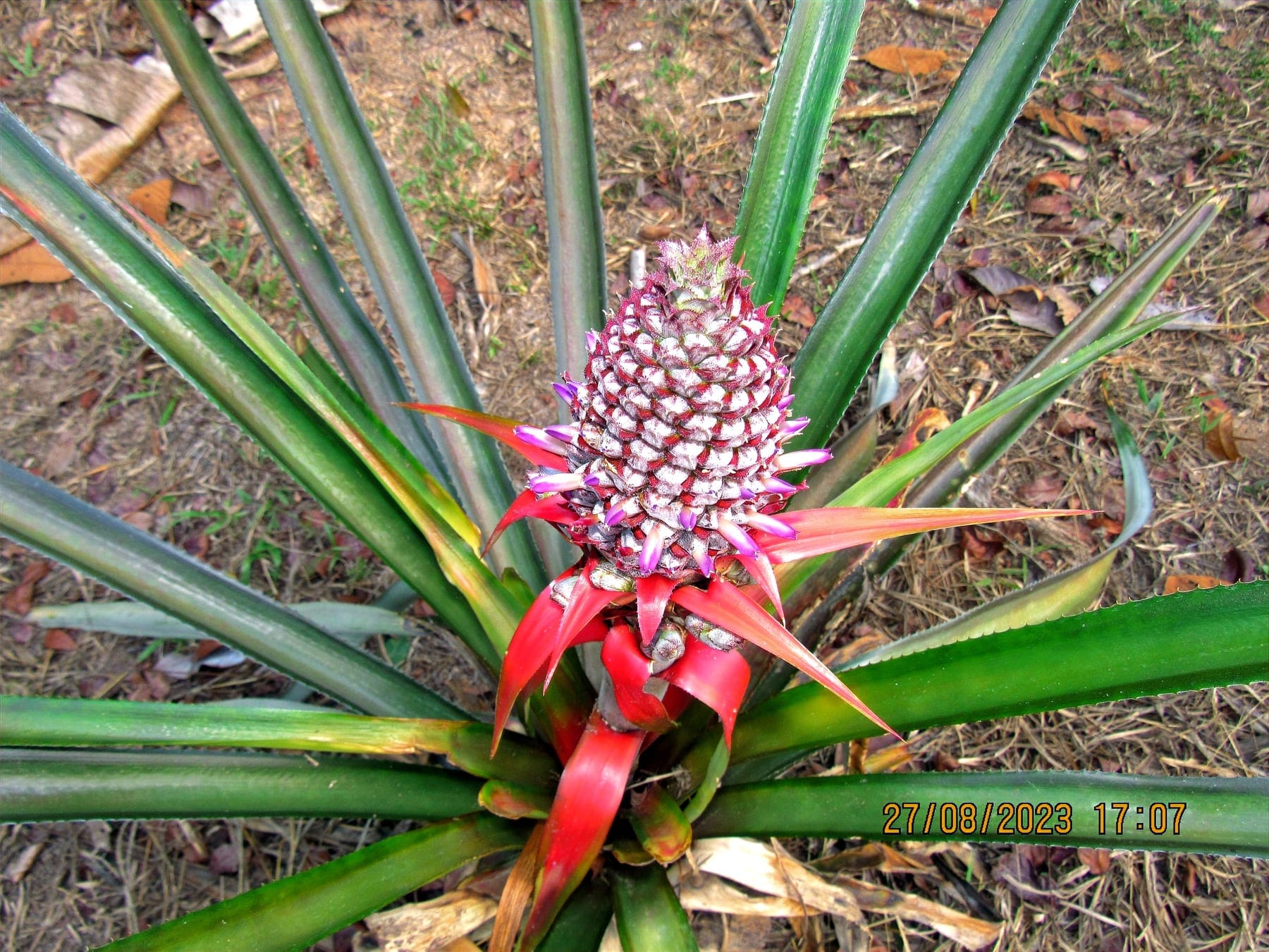 4-Day All-Inclusive Guided Jungle Tour from Iquitos