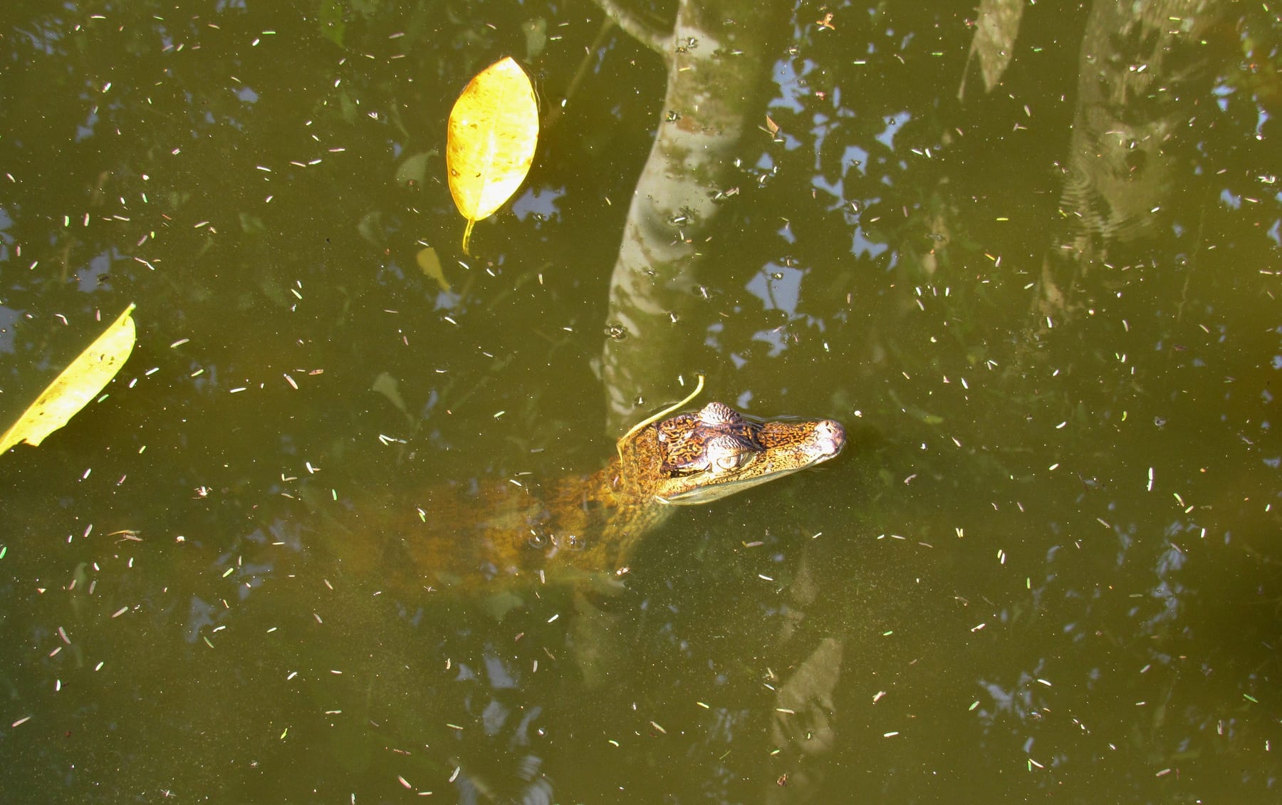 Caiman surfacing in a blackwater lagoon in the Peruvian Amazon
