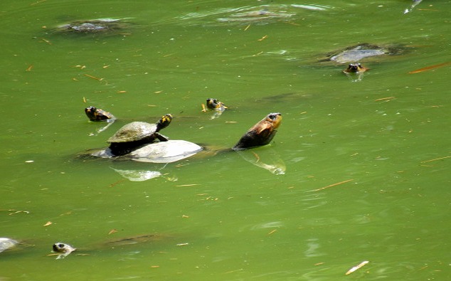 5-Day All-Inclusive Guided Jungle Tour from Iquitos