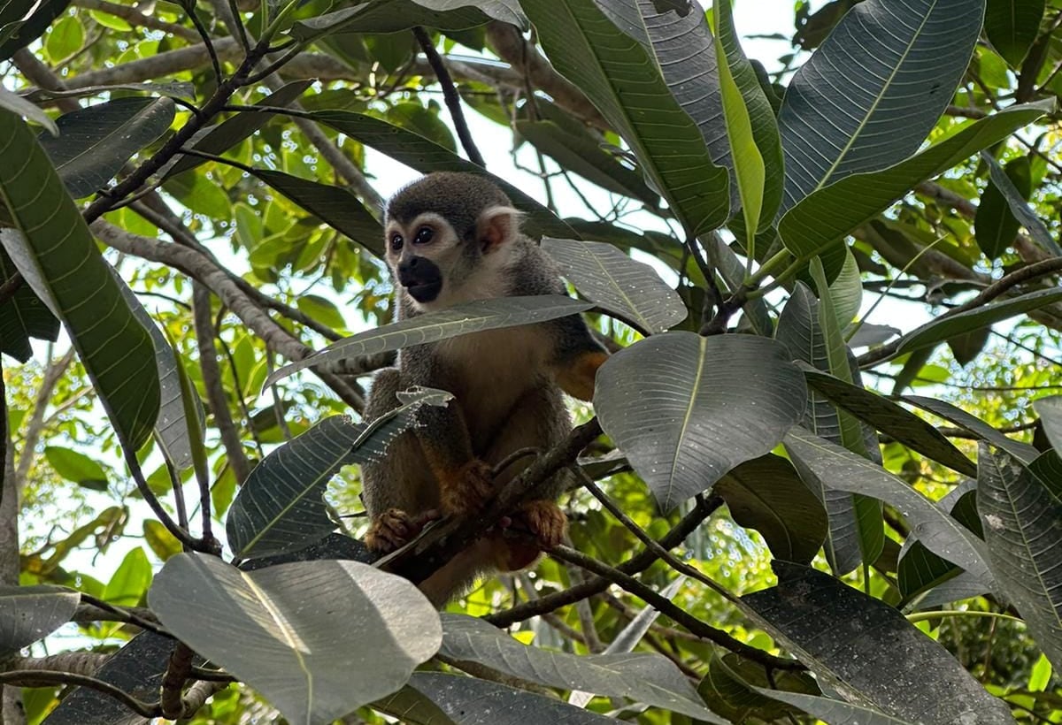 Squirrel monkey in the rainforest canopy near Iquitos