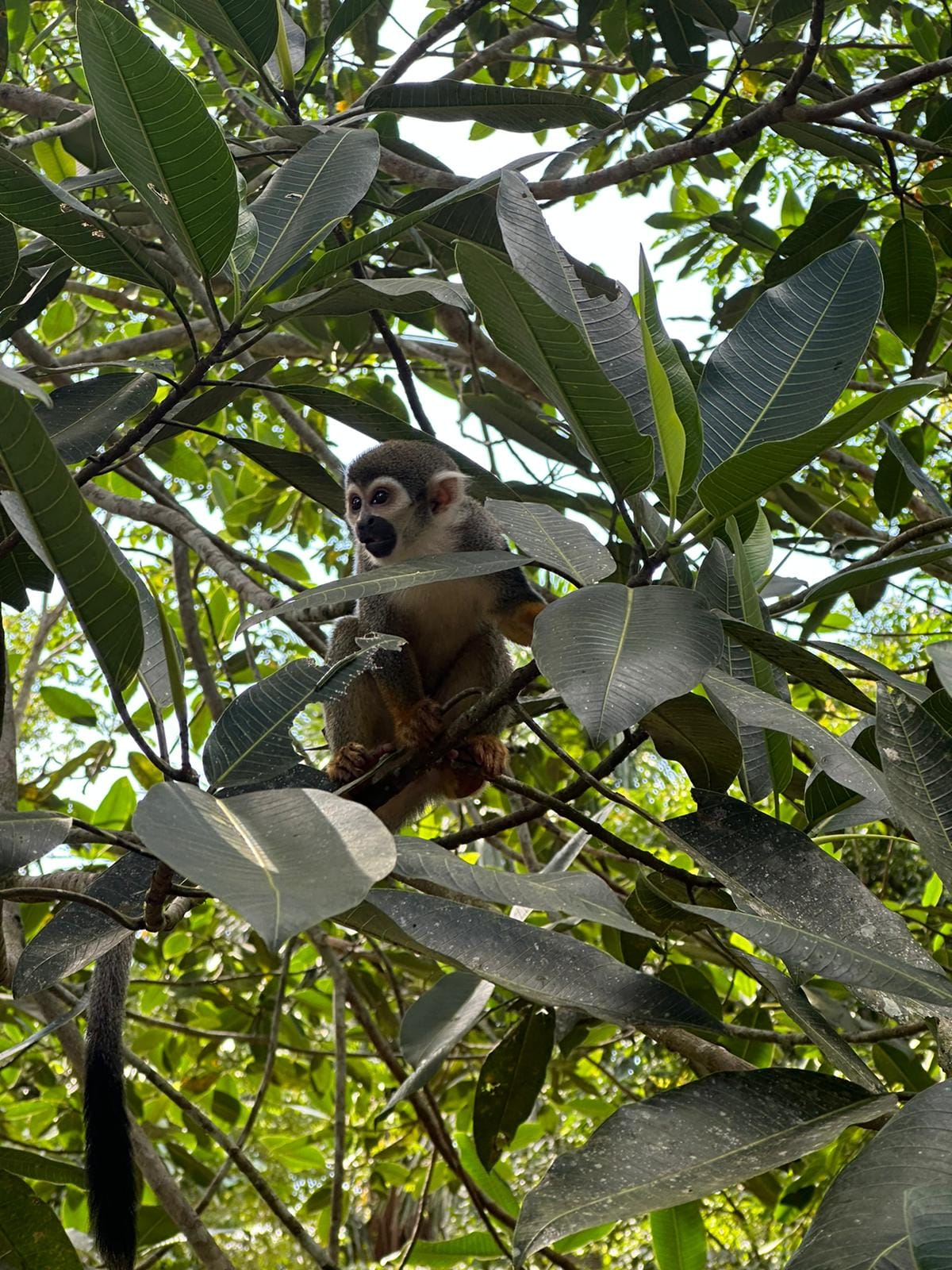 All-Inclusive Jungle Tour from Iquitos — Full Day