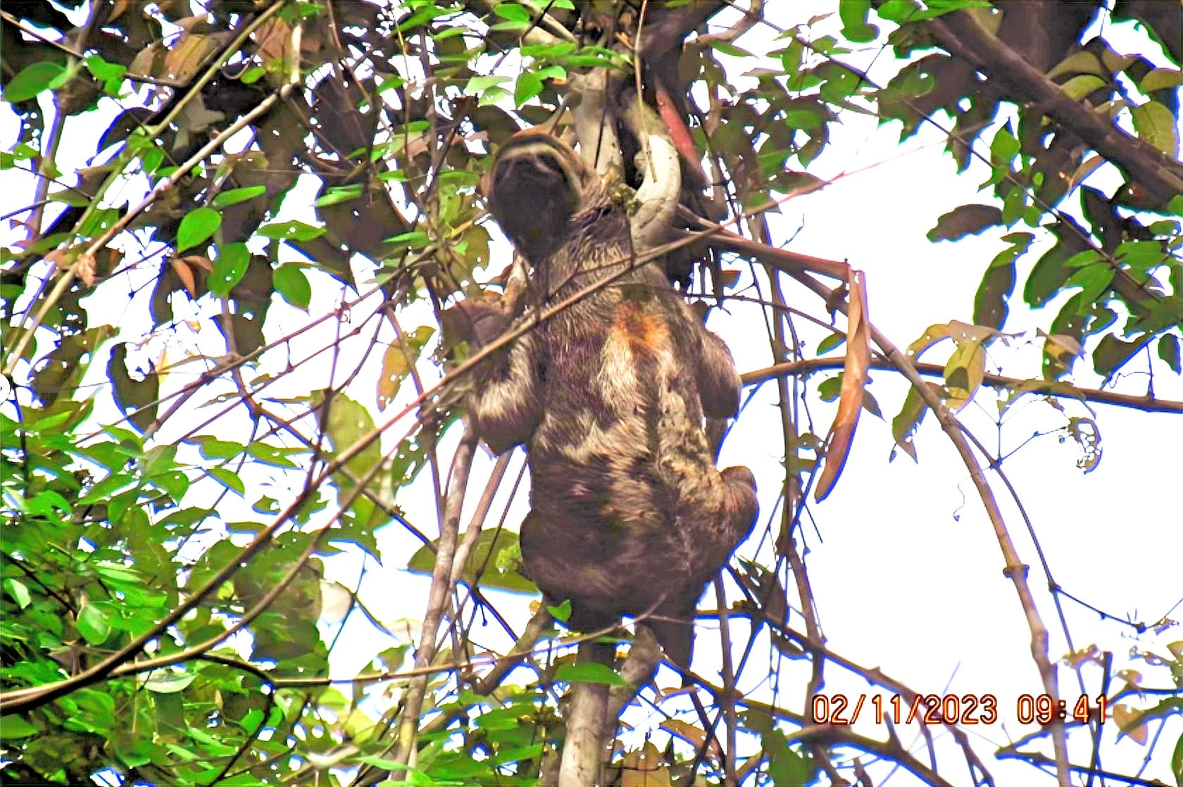 3-Day All-Inclusive Guided Jungle Tour from Iquitos